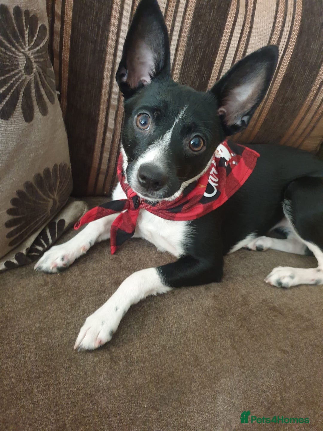 Patterjack dogs for sale: Patterjack for rehoming - Image 1