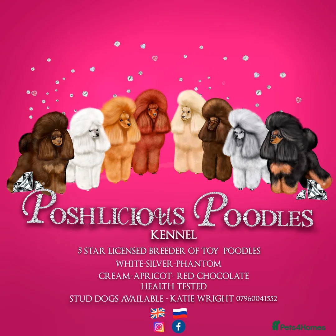 Toy Poodle dogs for stud: PHANTOM TOY POODLE AVAILABLE AT STUD in Grays - Advert 8