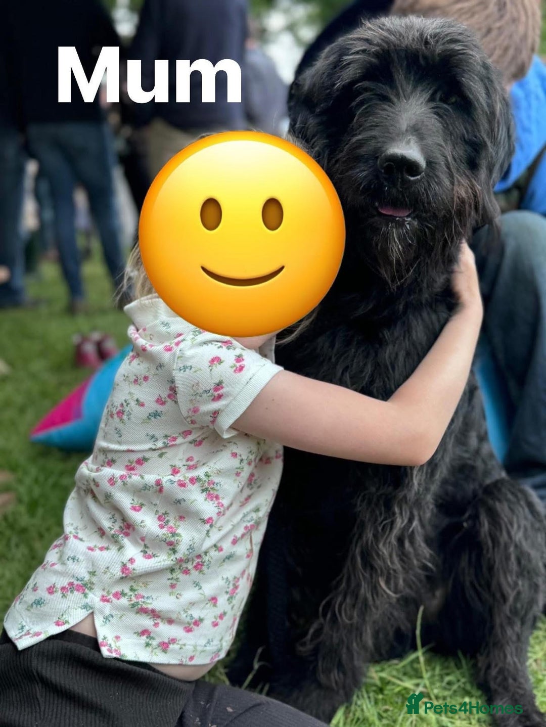 Mixed Breed dogs for sale: Stunning Labradoodles  - Image 9