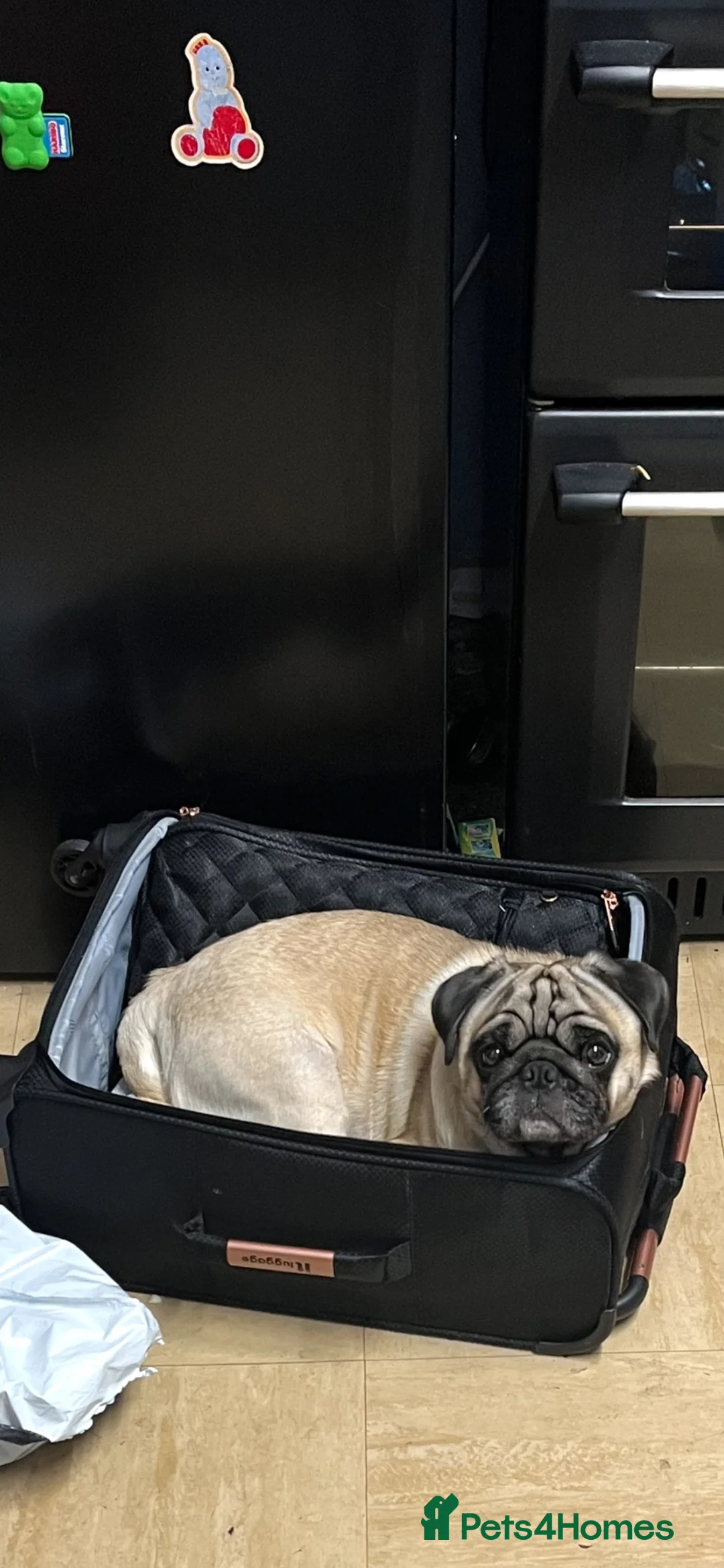 Pug dogs for sale: 4 year old Male and 2 year old bitch Pug for Sale  in Smethwick - Advert 6
