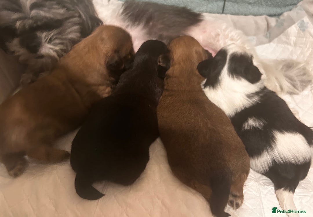 Shih Tzu dogs for sale: ♥️ Adorable Shih Tzu Puppies FoR sALe ♥️ - Image 5