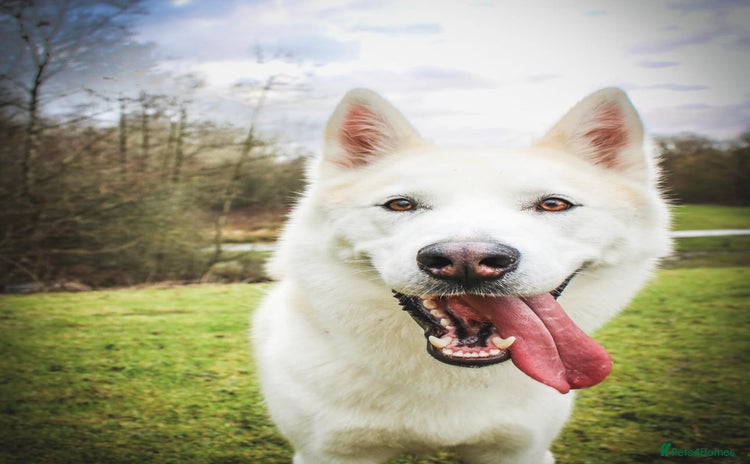 Huskita dogs - Advert 1