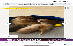 Pomeranian dogs for sale: Pomeranian. Full breed miniature puppies  - Image 5
