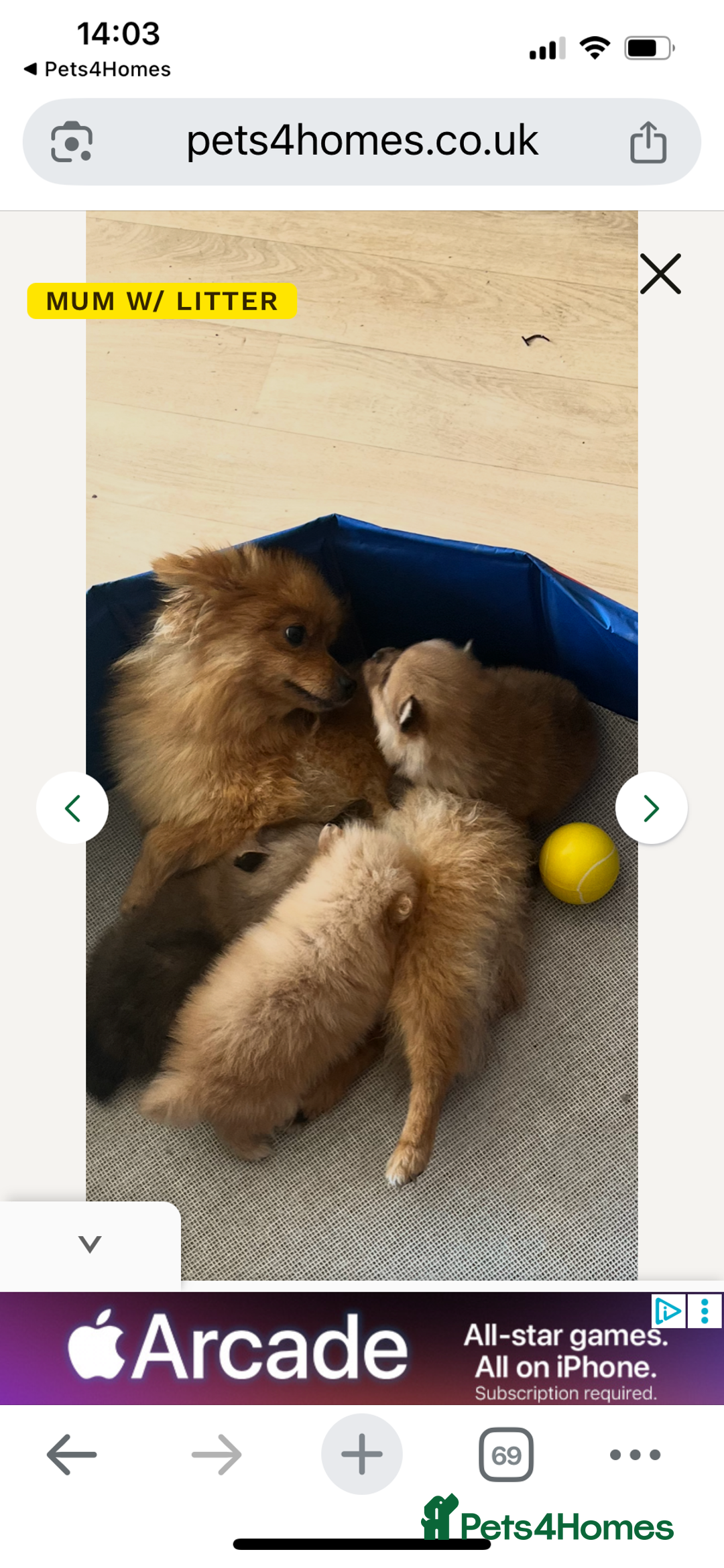 Pomeranian dogs for sale: Pomeranian. Full breed miniature puppies  - Image 5