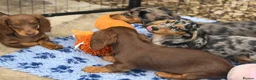 Dachshund dogs for sale: 1 KC Standard Long Haired Dachshund Puppies - Advert 3