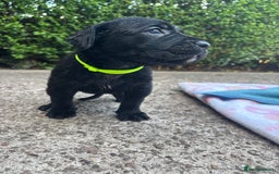 Cane Corso dogs for sale: 4 Cane corso puppy’s  - Image 11