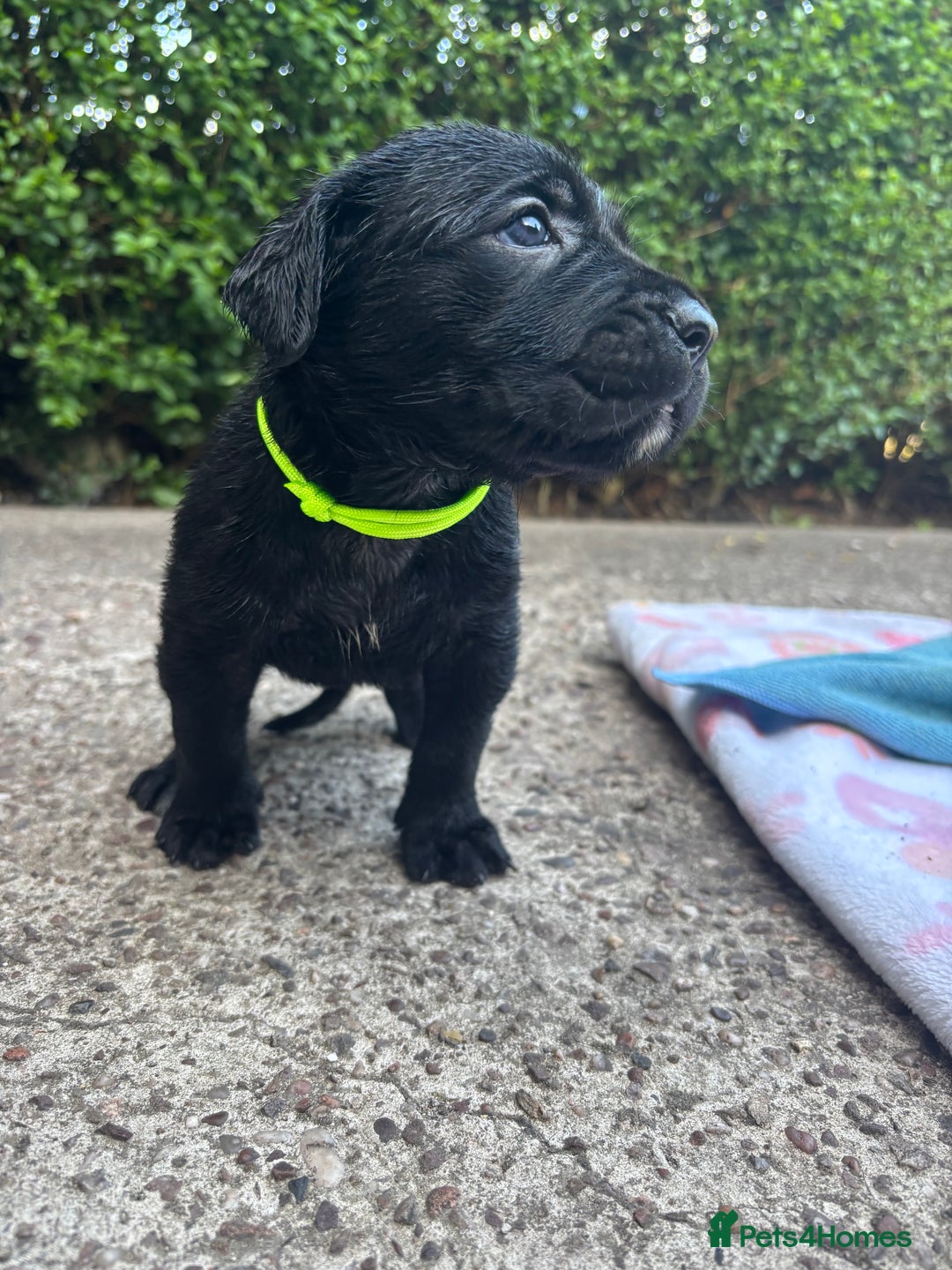Cane Corso dogs for sale: 4 Cane corso puppy’s  - Image 11