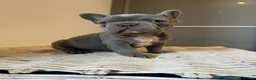 French Bulldog dogs for sale: Stunning frenchie boys  - Advert 13
