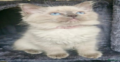 Ragdoll cats - Advert 10