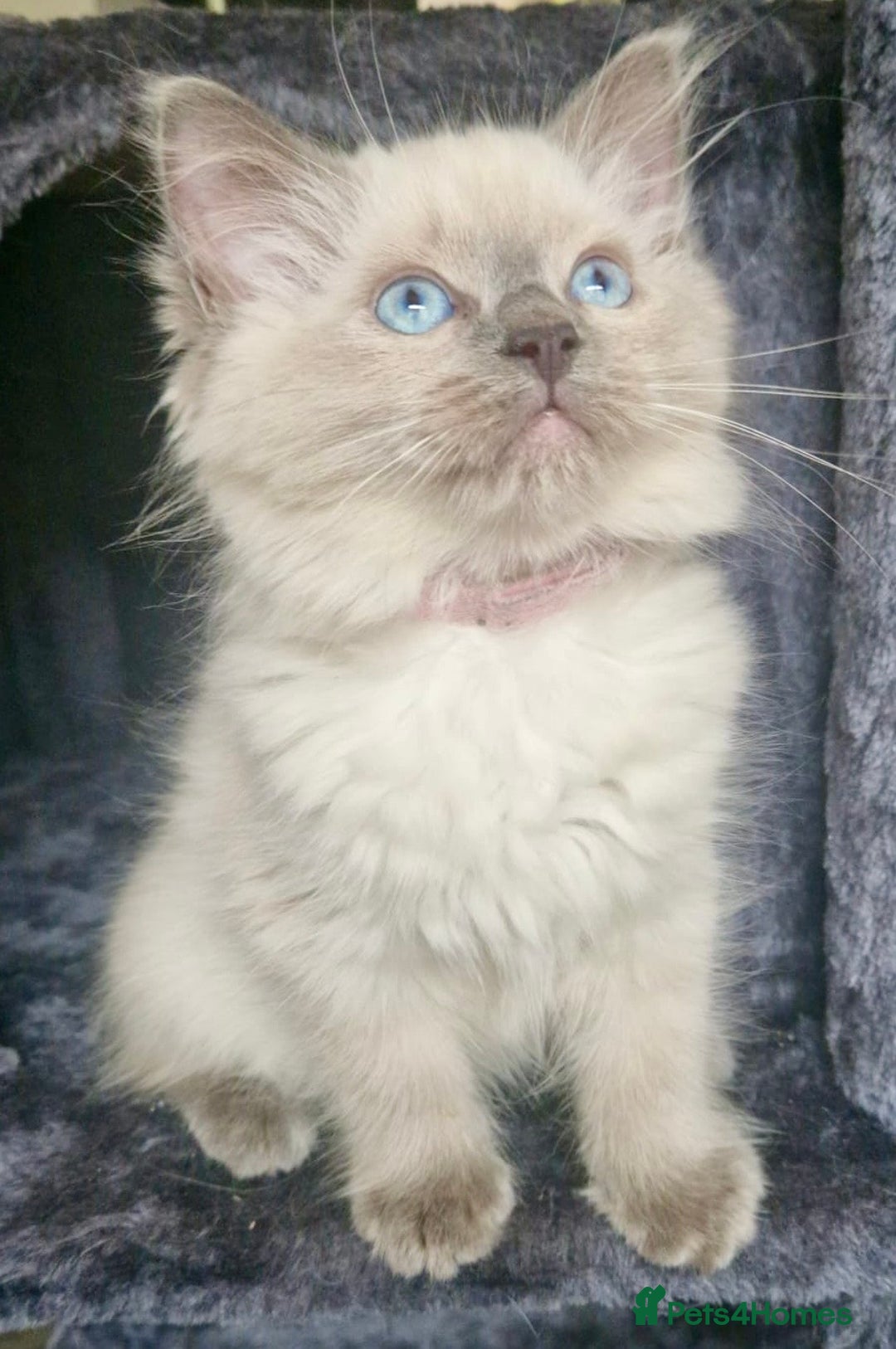 Ragdoll cats for sale:  FIFe Registered Ragdoll Kittens Champion Line - Image 2