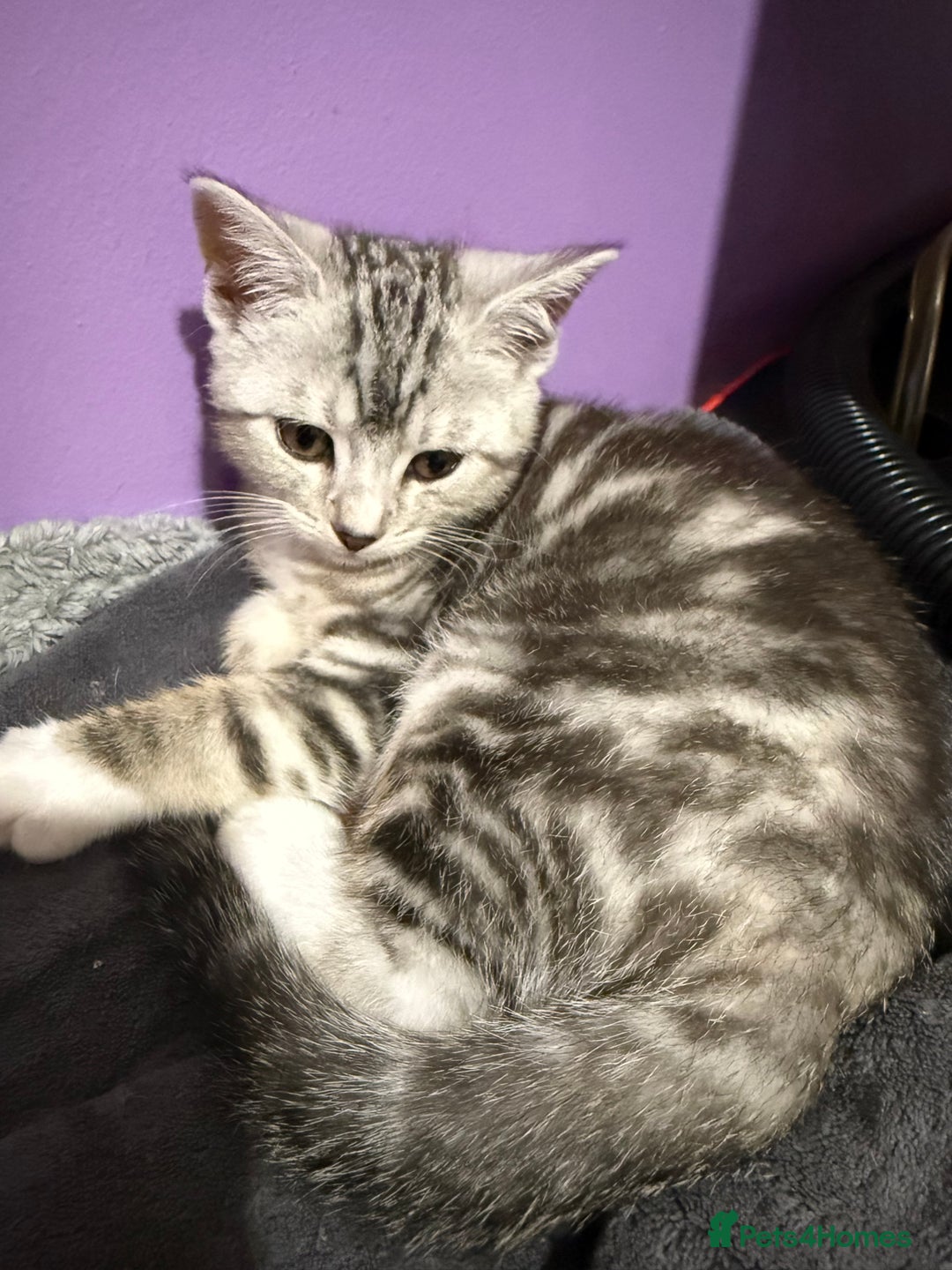 British Shorthair cats for sale: Beautiful British Shorthair Cross Kittens - Advert 12