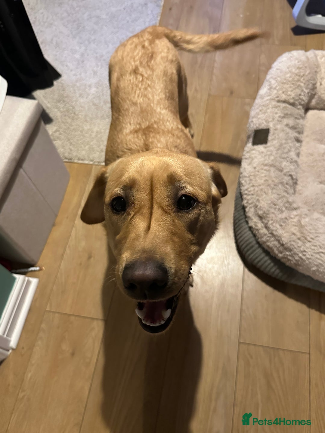 Labrador Retriever dogs for sale: Pedigree yellow Labrador  - Image 3
