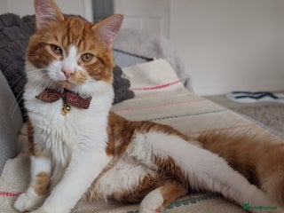 Mixed Breed cats - Advert 32