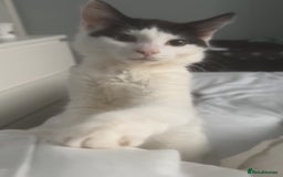 Mixed Breed cats for sale: For sale 3 female kittens and 1 older male kitten - Image 3