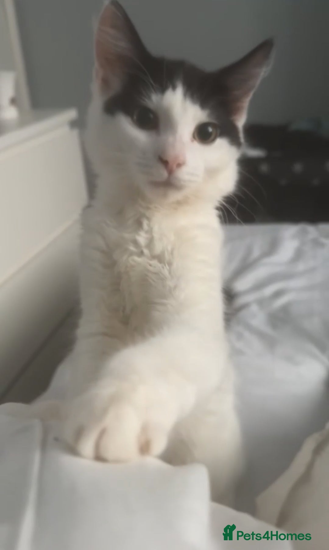 Mixed Breed cats for sale: For sale 3 female kittens and 1 older male kitten - Image 3