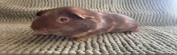 Guinea Pig rodents for sale: Adult Male Guinea pigs  - Advert 3