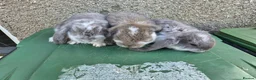 French Lop rabbits for sale: Stunning French lops for sale  - Advert 9