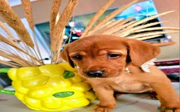 Labrador Retriever dogs for sale: Red Fox Labrador . Ready to Leave 😘 - Image 18
