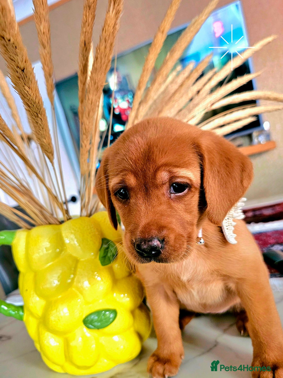 Labrador Retriever dogs for sale: Red Fox Labrador . Ready to Leave 😘 - Image 18