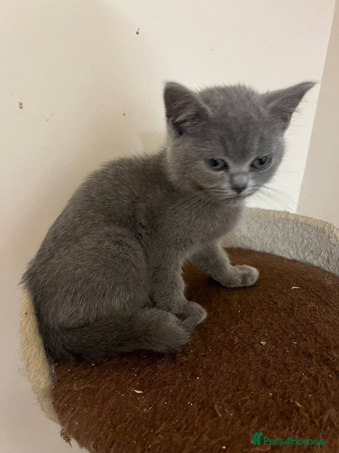British Shorthair cats for sale: READY NOW!!Pedigree British Short Hair Kittens - Image 30
