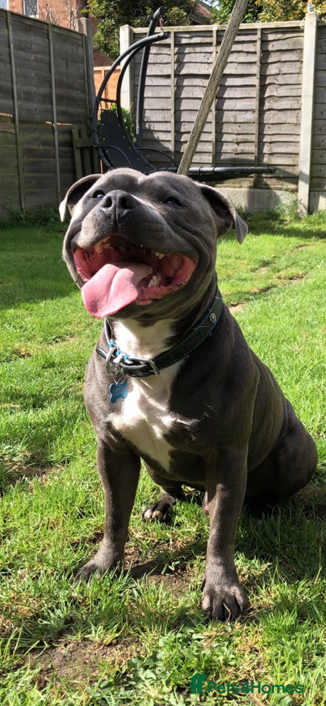 Staffordshire Bull Terrier dogs for stud: For stud - Advert 1