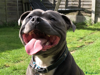 Staffordshire Bull Terrier dogs For stud - Advert 7