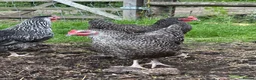 Chickens poultry for sale: Point of lay hens  silver sussex - Advert 25