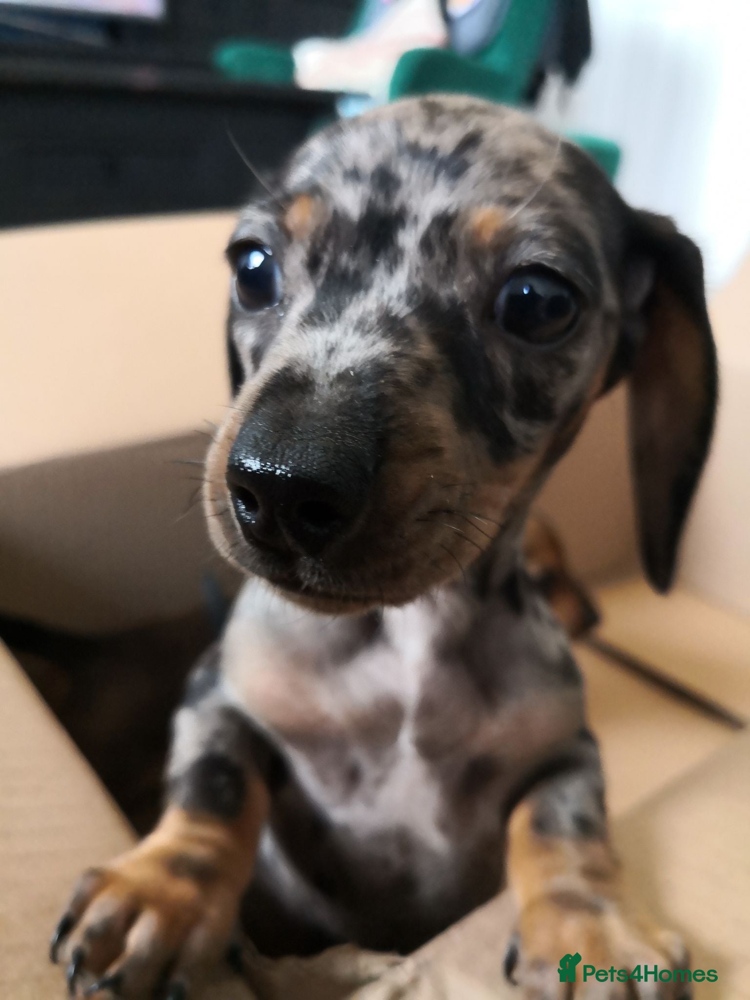 Miniature Dachshund dogs Beautiful miniature dachshund pups  - Advert 16