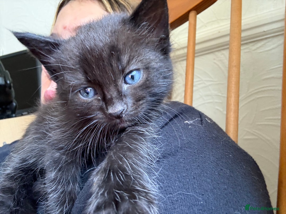 Mixed Breed cats for sale: Beautiful Kittens For Sale  - Image 7