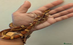 Corn Snake reptiles for sale: Corn Snake  Yearling  - Image 1