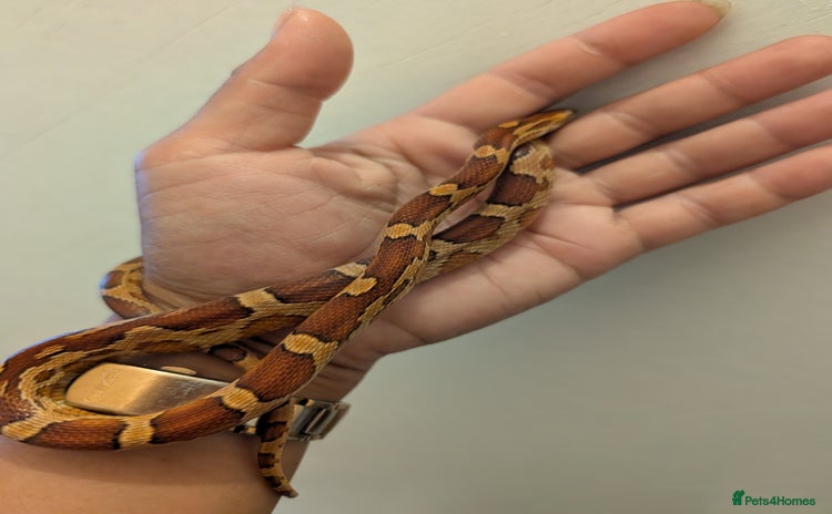 Corn Snake reptiles - Advert 2