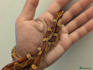 Corn Snake reptiles Corn Snake CB24 - Advert 3