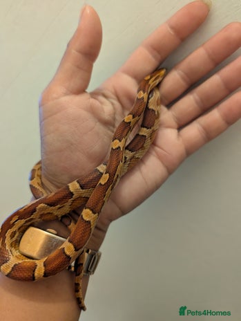 Corn Snake reptiles - Advert 16
