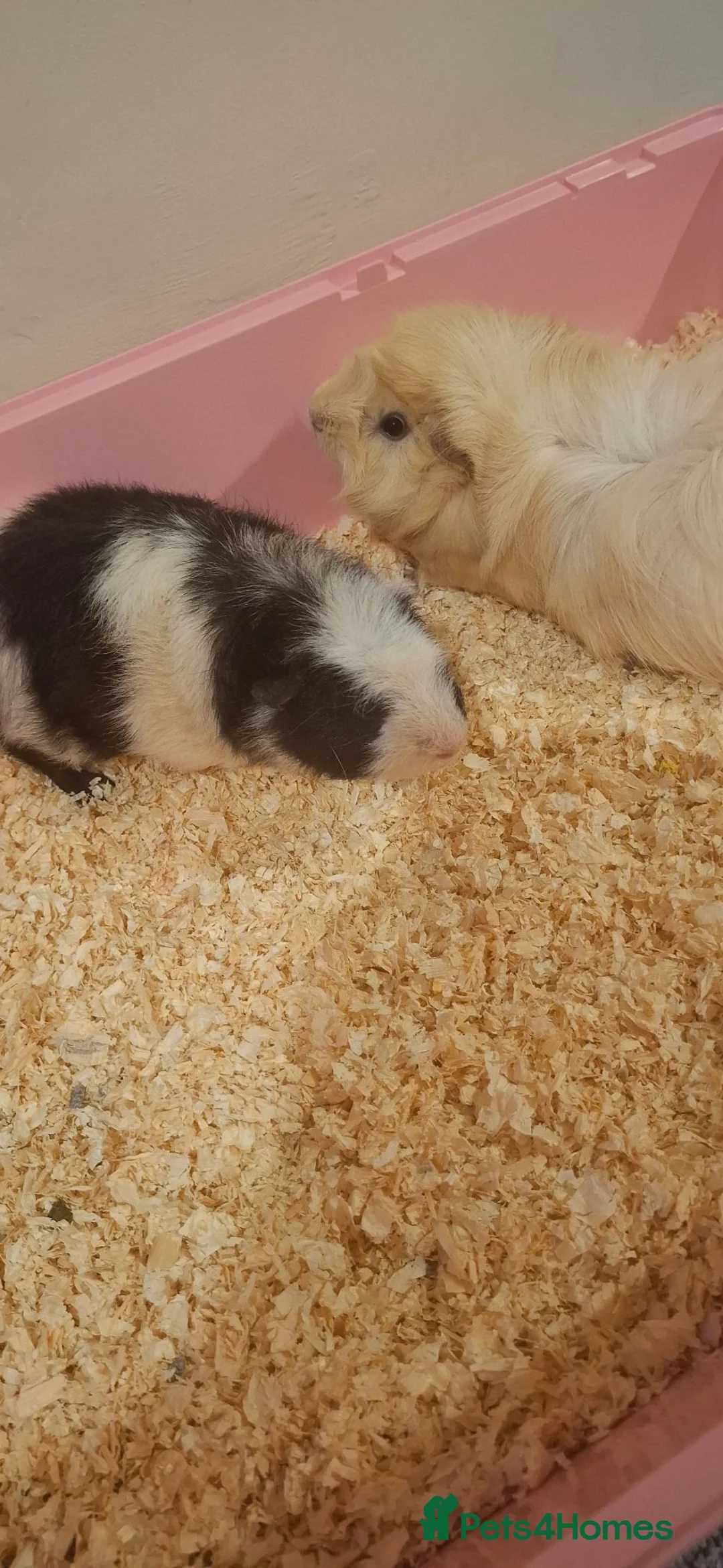 Guinea Pig rodents for sale: Friendly Guinea Pigs Looking for a Loving Home in Tunbridge Wells - Advert 3