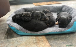 Border Terrier dogs for sale: Beautiful Border Terrier puppies  - Image 4