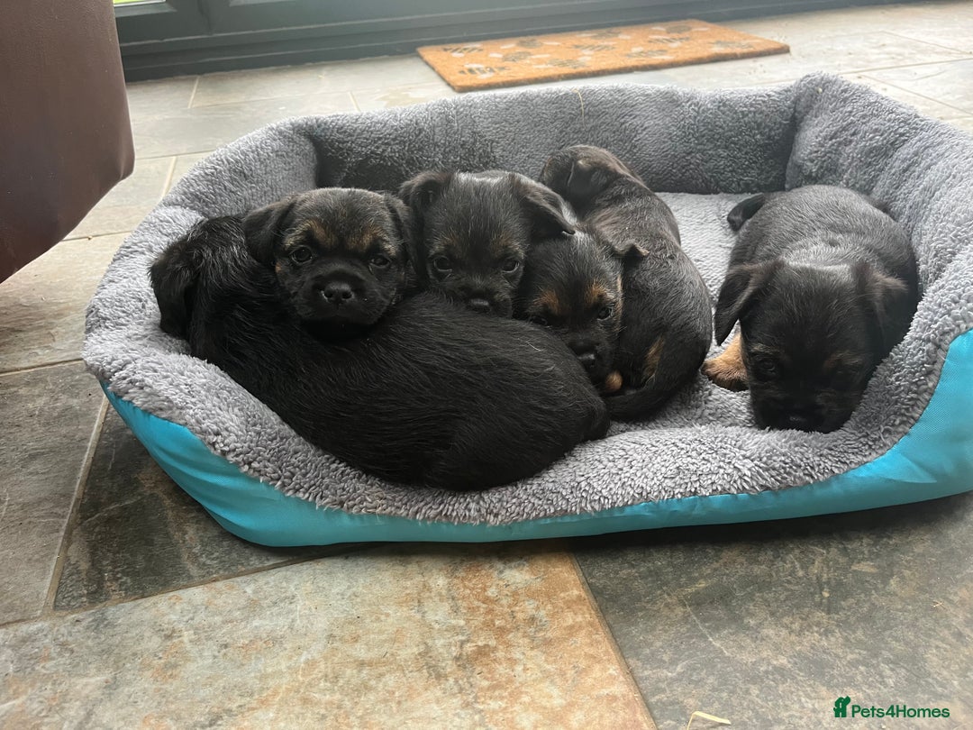 Border Terrier dogs for sale: Beautiful Border Terrier puppies  - Image 4