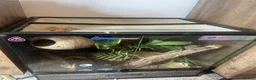 Gecko reptiles for sale: Two male Crested geckos in Boston - Advert 13