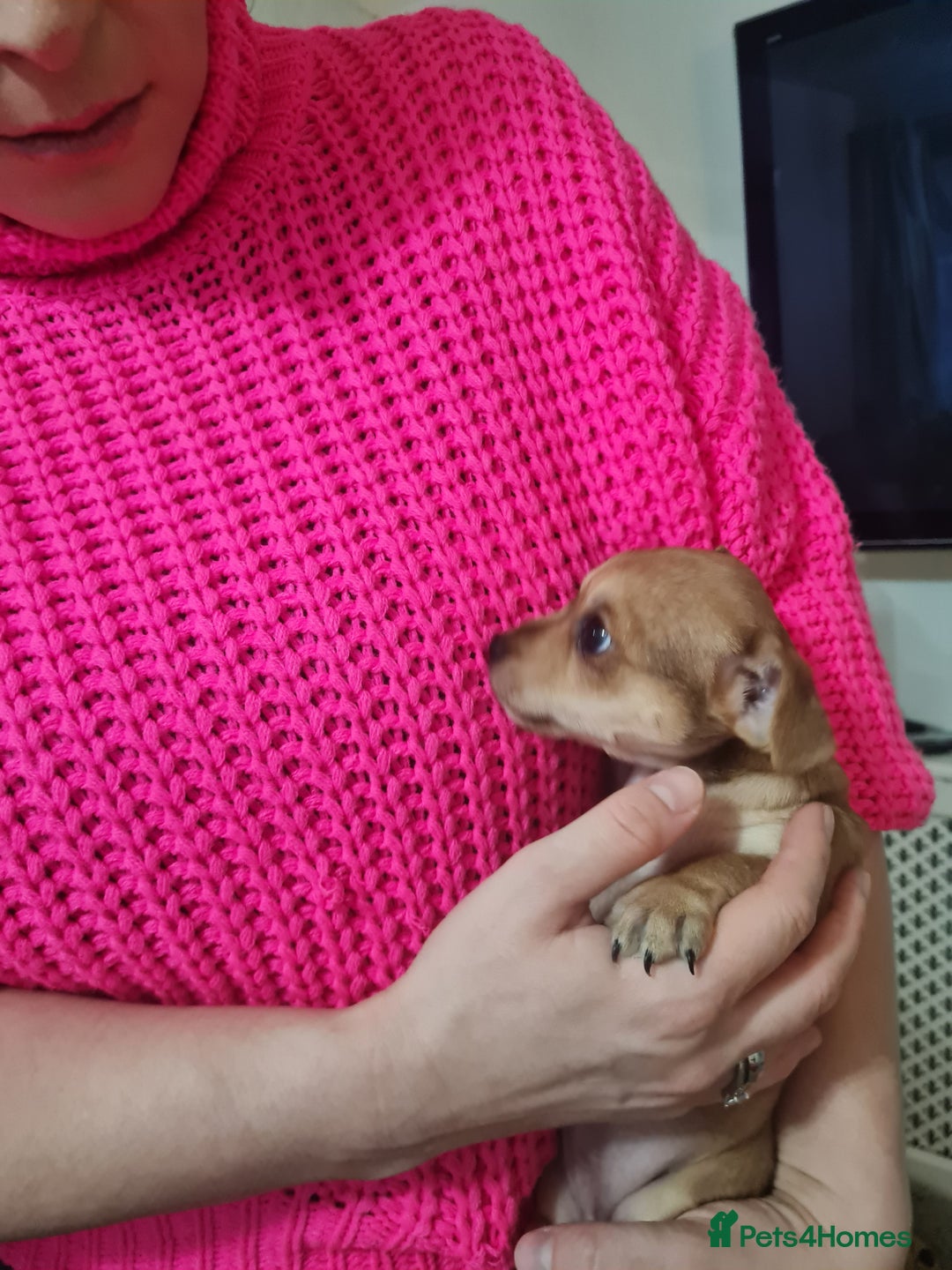 Jack Chi dogs for sale: Chihuahua x Jack Russell Puppies  - Advert 1