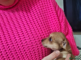 Jack Chi dogs Chihuahua x Jack Russell Puppies - Advert 1