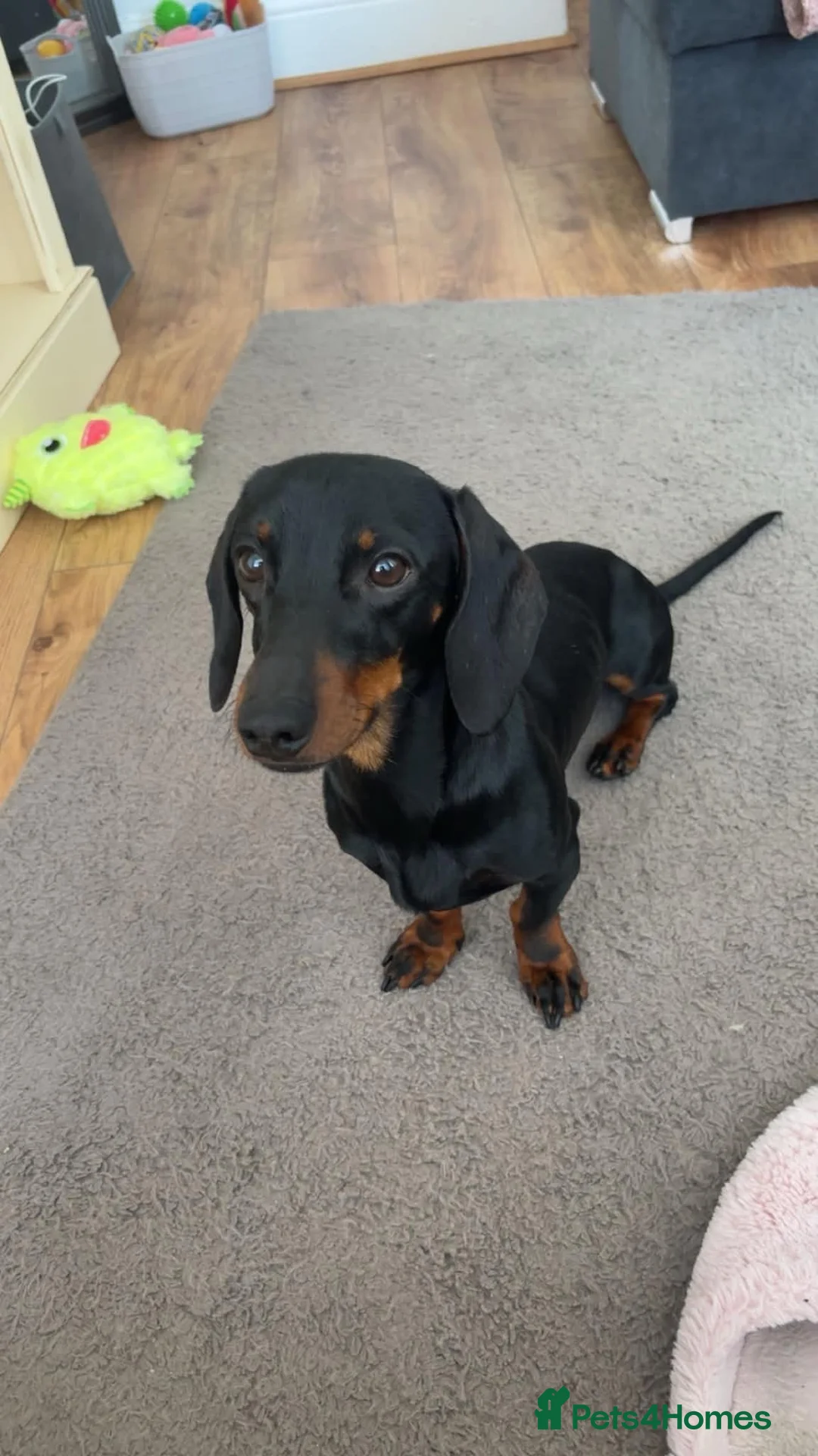 Dachshund dogs for sale: Black & tan dachshund  - Advert 2