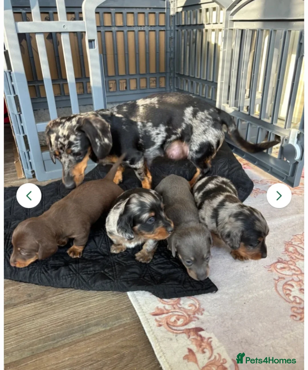 Dachshund dogs for stud: Dash  - Advert 7