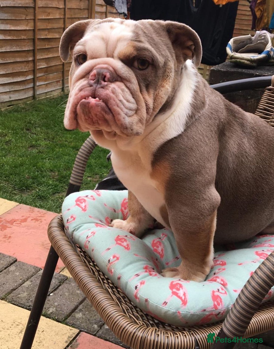 English Bulldog dogs for sale: British  bulldog for rehoming  - Advert 5