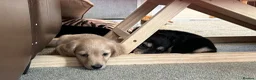 Miniature Dachshund dogs for sale: KC miniature dachshunds - Advert 8