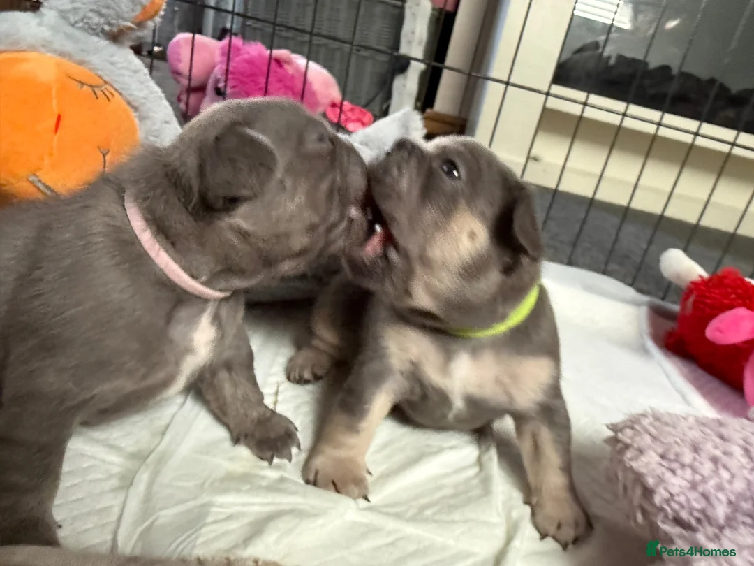 French Bulldog dogs for sale: 🐾Outstanding litter of 6 💙💖 - Advert 2