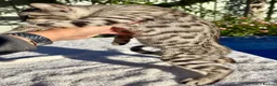 Keetso cats for sale: Awesome rare silver polydactyl female  - Advert 29