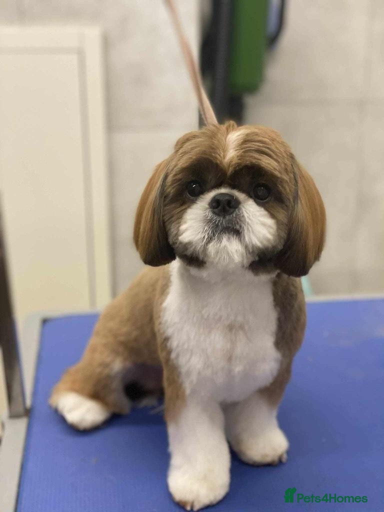 Shih Tzu dogs KC Registered Shih Tzu Stud (not for sale) - Advert 1