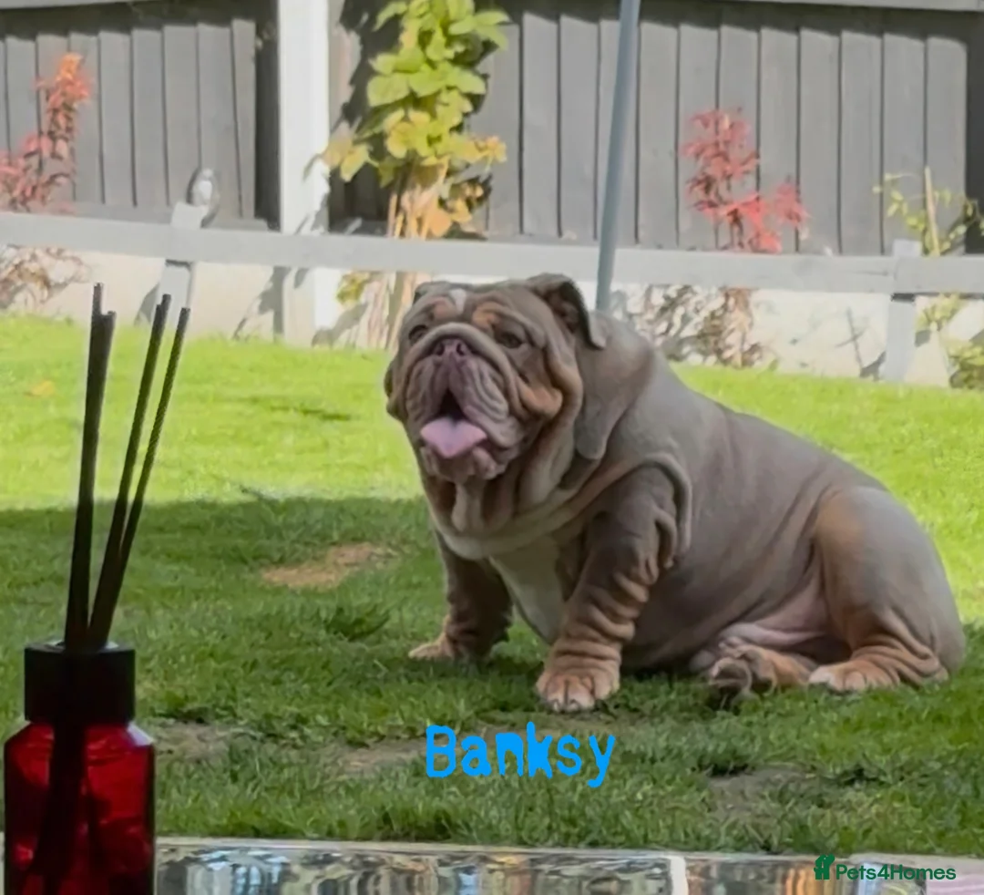 English Bulldog dogs for sale: Lilic tri bulldog  - Advert 10