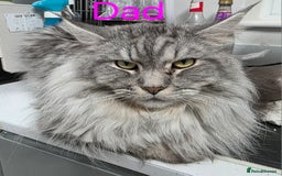 Maine Coon cats for sale: Maincoon Kitten For Sale - Image 21