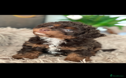 Poodle dogs for stud: GORGEOUS PHANTOM POODLE STUD  - Image 5