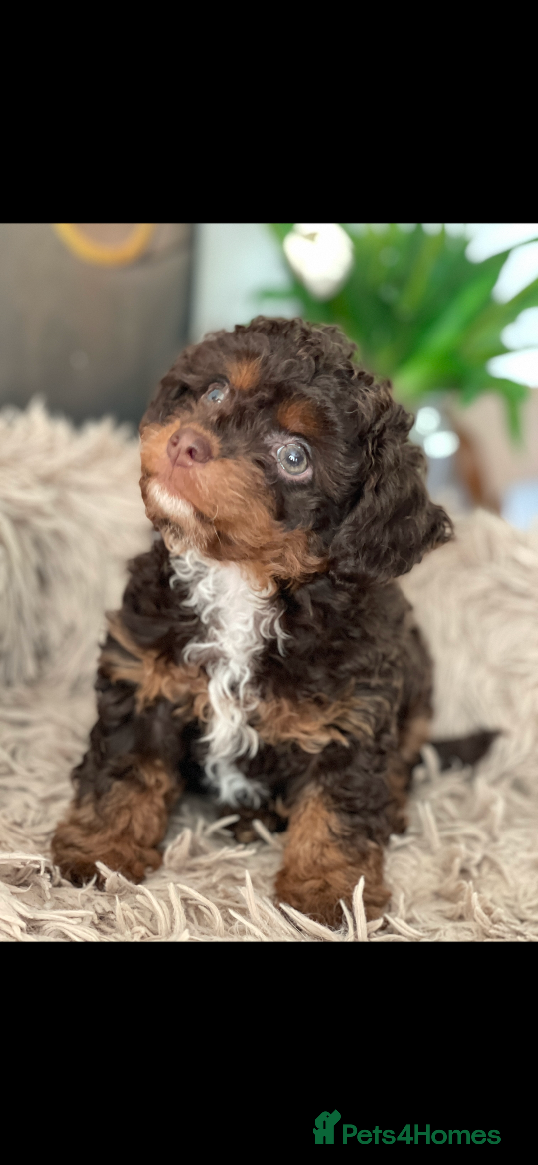 Poodle dogs for stud: GORGEOUS PHANTOM POODLE STUD  - Image 5